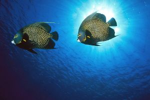 French Angels, Little Cayman  Nikon F4, 20mm, Ikelite str... by Andrew Dawson 